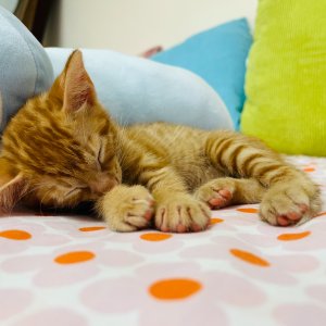 xinying-lin-UVZZ3seGVVI-unsplash xinying-lin-UVZZ3seGVVI-unsplash